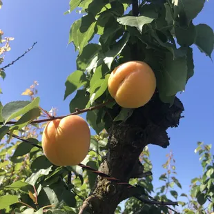 Two orange apricots on a tree branch.