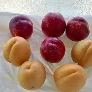 Nectarines and Apricots ready for picking.