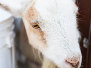 Genesis Organic Farm