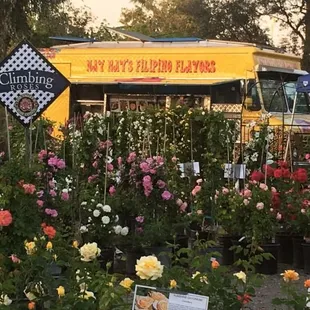 a variety of flowers