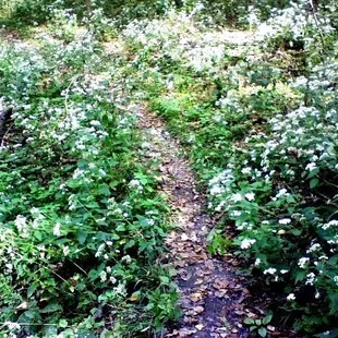 Another cute little trail