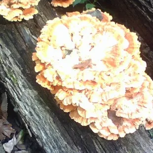 Fungus we found!