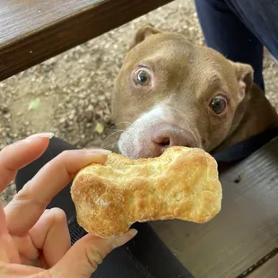 A dog biscuit for my pup :)