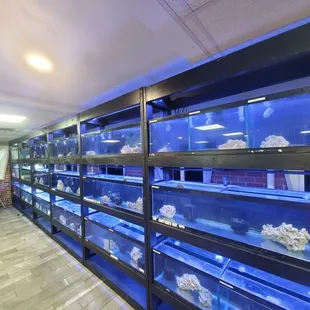 Saltwater fish section