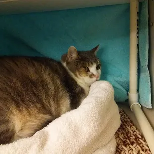 Lena is 10 years-old, had claws but doesn't use them. Was getting bullied by a doggie. Please consider taking her home!