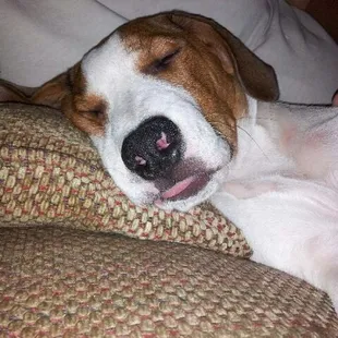 My un-trainable, aggressive puppy.