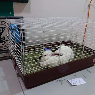 Bunnies available for adoption!