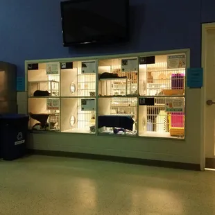 Just a few of the adoptable feline individuals! Come make a new BFF!