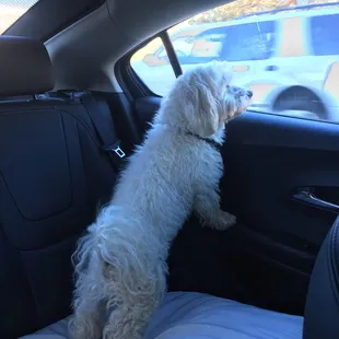 Leaving the Human Society to come home