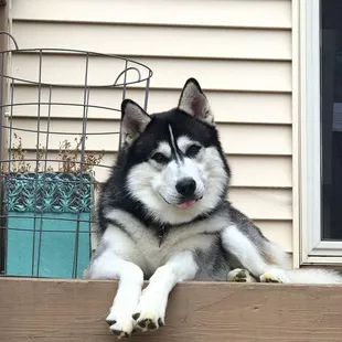 Adopted new family member