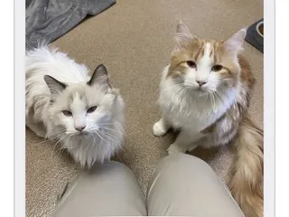 Capital Humane Society