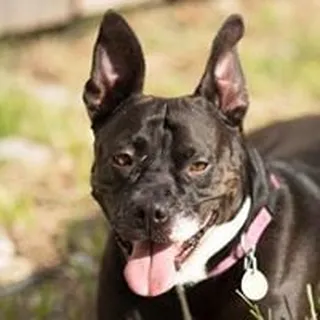 Rosie B.