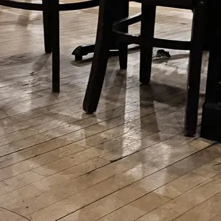 Mouse running under tables