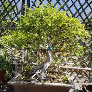 Interesting bonsai specimens.