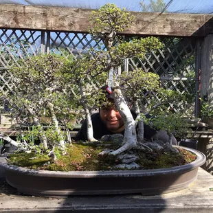 Big bonsai arrangement with Daniel poking through