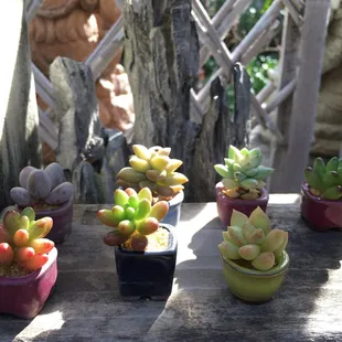 Little baby succulents!