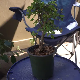 Chinese Elm