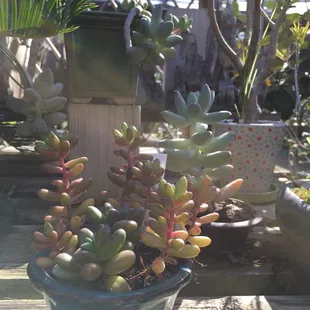 More succulents all potted up