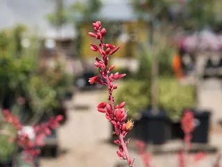 Belmont Nursery