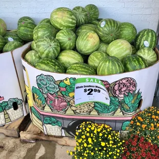 Watermelon on sale