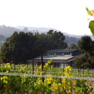 The Tasting Room &amp; lower vineyards