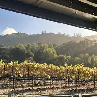 View of the vineyard