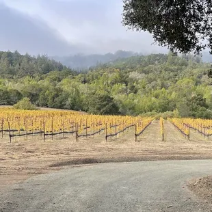 What a view!   This is your first glimpse, as you drive through the front gate entry to the Tasting Room.