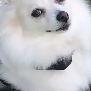 a white dog laying in the grass