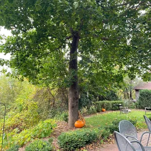 Enjoyed lunch on the patio!  Tasty creamy broccoli cheese soup and 1/2 chicken salad sandwich