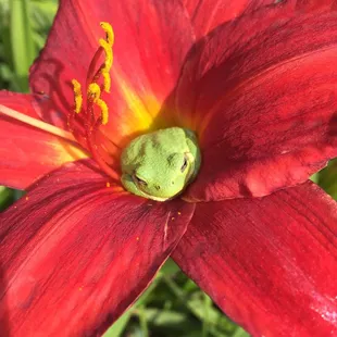 Nelson Nursery Inc-Garden Center