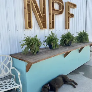 a dog laying in front of a planter
