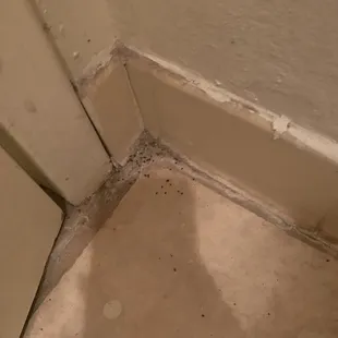 Bathroom had these little bugs behind the door like they had been sprayed
