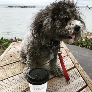 Chewy loves it when mom stops by Neptune&apos;s during our walks.