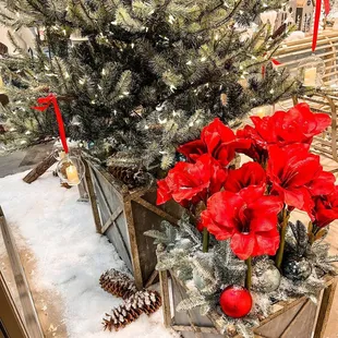 Christmas Season