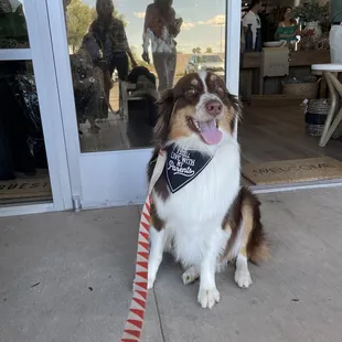 Cute puppy sporting the new I live with my parents bandana