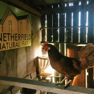 Inside the Bar/n. Rooster keeping watch.