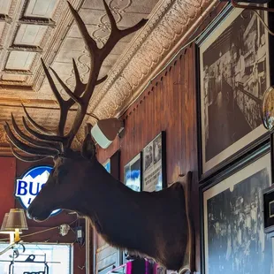 This is a pretty moose statue near the pictures.