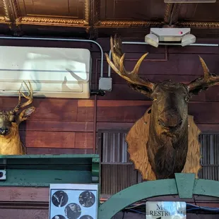 These are the moose statues.