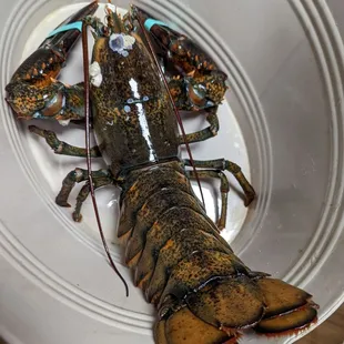 Live Lobster
