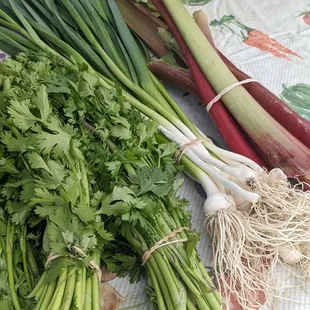 Local rhubarb, spring garlic, and cilantro