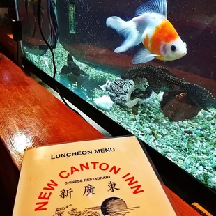 sushi and sashimi
