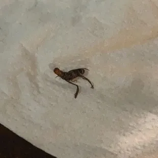 a bug on a piece of paper