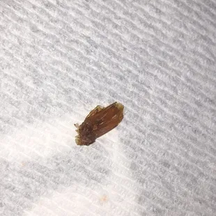Found in fried rice