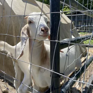 Goats on premise.  This one was very nice and friendly.