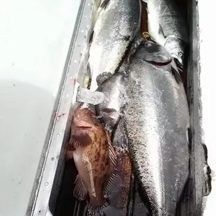 New Easy Rider Sport Fishing