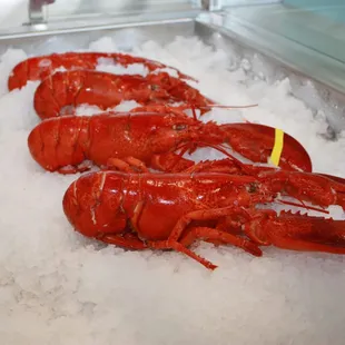 Fresh cooked lobsters daily