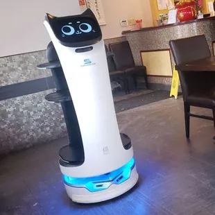 Cat robot!