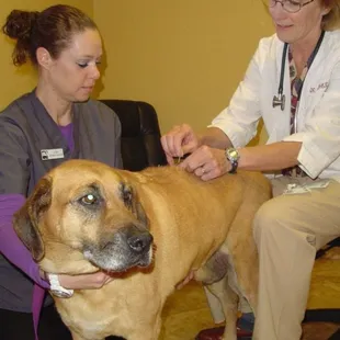Dr. Drake performs acupuncture on patients where the treatment is recommended.
