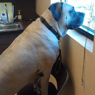 Jasmine looks out the window, as she waits patiently to be seen