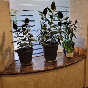 Feels like New Garden